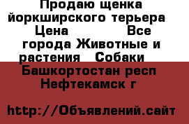 Продаю щенка йоркширского терьера  › Цена ­ 20 000 - Все города Животные и растения » Собаки   . Башкортостан респ.,Нефтекамск г.